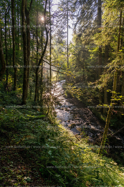 Morgenlichter | Landschaftsfoto / Naturfoto, Wald, Bäume, Baum, Sonne, Sonnenstrahlen, Bach, Bachlauf