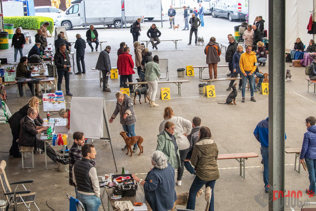 Schnauzerausstellung Sonntag Aarau | Sonntag Schnauzerausstellung im Schachen in Aarau  01.05.2022 Foto: Leo Wyden